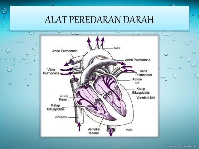 Peredaran darah pada manusia SMP Kelas VIII KTSP