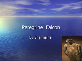 Peregrine  Falcon By Sharmaine  