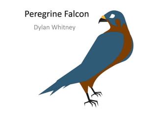 Peregrine Falcon
Dylan Whitney
 