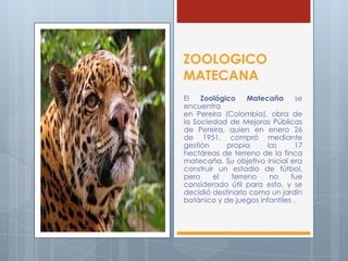 ZOOLOGICO
MATECANA
El Zoológico Matecaña se
encuentra
en Pereira (Colombia), obra de
la Sociedad de Mejoras Públicas
de Pereira, quien en enero 26
de 1951, compró mediante
gestión propia las 17
hectáreas de terreno de la finca
matecaña. Su objetivo inicial era
construir un estadio de fútbol,
pero el terreno no fue
considerado útil para esto, y se
decidió destinarlo como un jardín
botánico y de juegos infantiles .
 