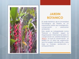JARDIN
BOTANICO
El Jardín Botánico de la Universidad
Tecnológica de Pereira es un
importante centro de investigación,
conservación y educación
ambiental.
Este Jardín es categorizado como
"Natural o Silvestre" según la
Organización Internacional para la
conservación en Jardines Botánicos
(BGCI), ya que la conservación se
realiza en un área de vegetación
que ha surgido naturalmente y esta
bajo su manejo, protección y
enriquecimiento
 