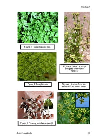 Capítulo II




         Figura 1: Hojas de perejil liso.




                                                Figura 3: Planta de perejil
                                                  alongada con botones
                                                         florales.




              Figura 2: Perejil rizado.       Figura 4: Umbela florecida.
                                              Detalle de una flor de perejil.




    Figura 5: Frutos y semillas de perejil.



Curioni, Ana Ofelia.                                                            39
 