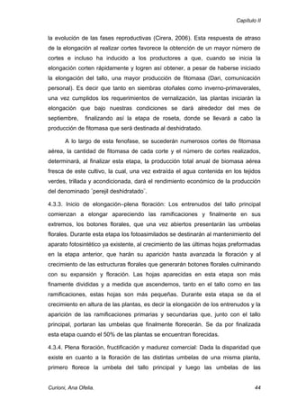 Capítulo II


la evolución de las fases reproductivas (Cirera, 2006). Esta respuesta de atraso
de la elongación al realizar cortes favorece la obtención de un mayor número de
cortes e incluso ha inducido a los productores a que, cuando se inicia la
elongación corten rápidamente y logren así obtener, a pesar de haberse iniciado
la elongación del tallo, una mayor producción de fitomasa (Dari, comunicación
personal). Es decir que tanto en siembras otoñales como inverno-primaverales,
una vez cumplidos los requerimientos de vernalización, las plantas iniciarán la
elongación que bajo nuestras condiciones se dará alrededor del mes de
septiembre,     finalizando así la etapa de roseta, donde se llevará a cabo la
producción de fitomasa que será destinada al deshidratado.

       A lo largo de esta fenofase, se sucederán numerosos cortes de fitomasa
aérea, la cantidad de fitomasa de cada corte y el número de cortes realizados,
determinará, al finalizar esta etapa, la producción total anual de biomasa aérea
fresca de este cultivo, la cual, una vez extraída el agua contenida en los tejidos
verdes, trillada y acondicionada, dará el rendimiento económico de la producción
del denominado ¨perejil deshidratado¨.

4.3.3. Inicio de elongación–plena floración: Los entrenudos del tallo principal
comienzan a elongar apareciendo las ramificaciones y finalmente en sus
extremos, los botones florales, que una vez abiertos presentarán las umbelas
florales. Durante esta etapa los fotoasimilados se destinarán al mantenimiento del
aparato fotosintético ya existente, al crecimiento de las últimas hojas preformadas
en la etapa anterior, que harán su aparición hasta avanzada la floración y al
crecimiento de las estructuras florales que generarán botones florales culminando
con su expansión y floración. Las hojas aparecidas en esta etapa son más
finamente divididas y a medida que ascendemos, tanto en el tallo como en las
ramificaciones, estas hojas son más pequeñas. Durante esta etapa se da el
crecimiento en altura de las plantas, es decir la elongación de los entrenudos y la
aparición de las ramificaciones primarias y secundarias que, junto con el tallo
principal, portaran las umbelas que finalmente florecerán. Se da por finalizada
esta etapa cuando el 50% de las plantas se encuentran florecidas.

4.3.4. Plena floración, fructificación y madurez comercial: Dada la disparidad que
existe en cuanto a la floración de las distintas umbelas de una misma planta,
primero florece la umbela del tallo principal y luego las umbelas de las


Curioni, Ana Ofelia.                                                             44
 