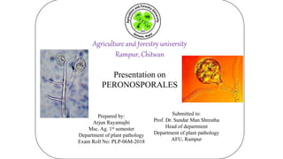 x
Agriculture and forestry university
Rampur, Chitwan
Presentation on
PERONOSPORALES
Submitted to:
Prof. Dr. Sundar Man Shrestha
Head of department
Department of plant pathology
AFU, Rampur
Prepared by:
Arjun Rayamajhi
Msc. Ag. 1st semester
Department of plant pathology
Exam Roll No: PLP-06M-2018
 