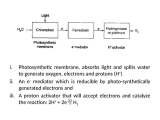 i. Photosynthetic membrane, absorbs light and splits water
to generate oxygen, electrons and protons (H+
)
ii. An e-
mediator which is reducible by photo-synthetically
generated electrons and
iii. A proton activator that will accept electrons and catalyze
the reaction: 2H+
+ 2e-
 H2
 