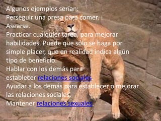 Algunos ejemplos serían:
Perseguir una presa para comer.
Asearse.
Practicar cualquier tarea, para mejorar
habilidades. Puede que sólo se haga por
simple placer, que en realidad indica algún
tipo de beneficio.
Hablar con los demás para
establecer relaciones sociales.
Ayudar a los demás para establecer o mejorar
las relaciones sociales.
Mantener relaciones sexuales.
 