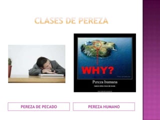 PEREZA DE PECADO PEREZA HUMANO
 
