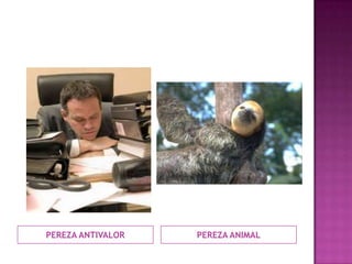 PEREZA ANTIVALOR PEREZA ANIMAL
 