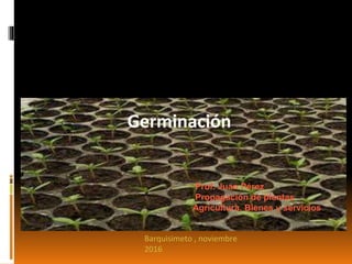 Germinación .
Prof. Juan Pérez
Propagación de plantas
Agricultura. Bienes y servicios
Barquisimeto , noviembre
2016
 