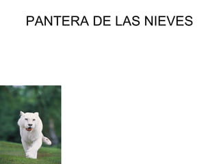 PANTERA DE LAS NIEVES