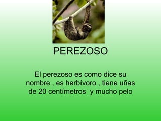 PEREZOSO El perezoso es como dice su nombre , es herbívoro , tiene uñas de 20 centímetros  y mucho pelo 