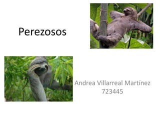 Perezosos
Andrea Villarreal Martínez
723445
 