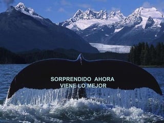 SORPRENDIDO  AHORA  VIENE LO MEJOR 