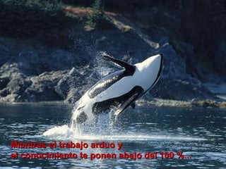 Mientras el trabajo arduo y  el conocimiento te ponen abajo del 100 %...   