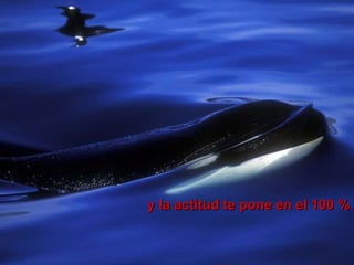 y la actitud te pone en el 100 % 