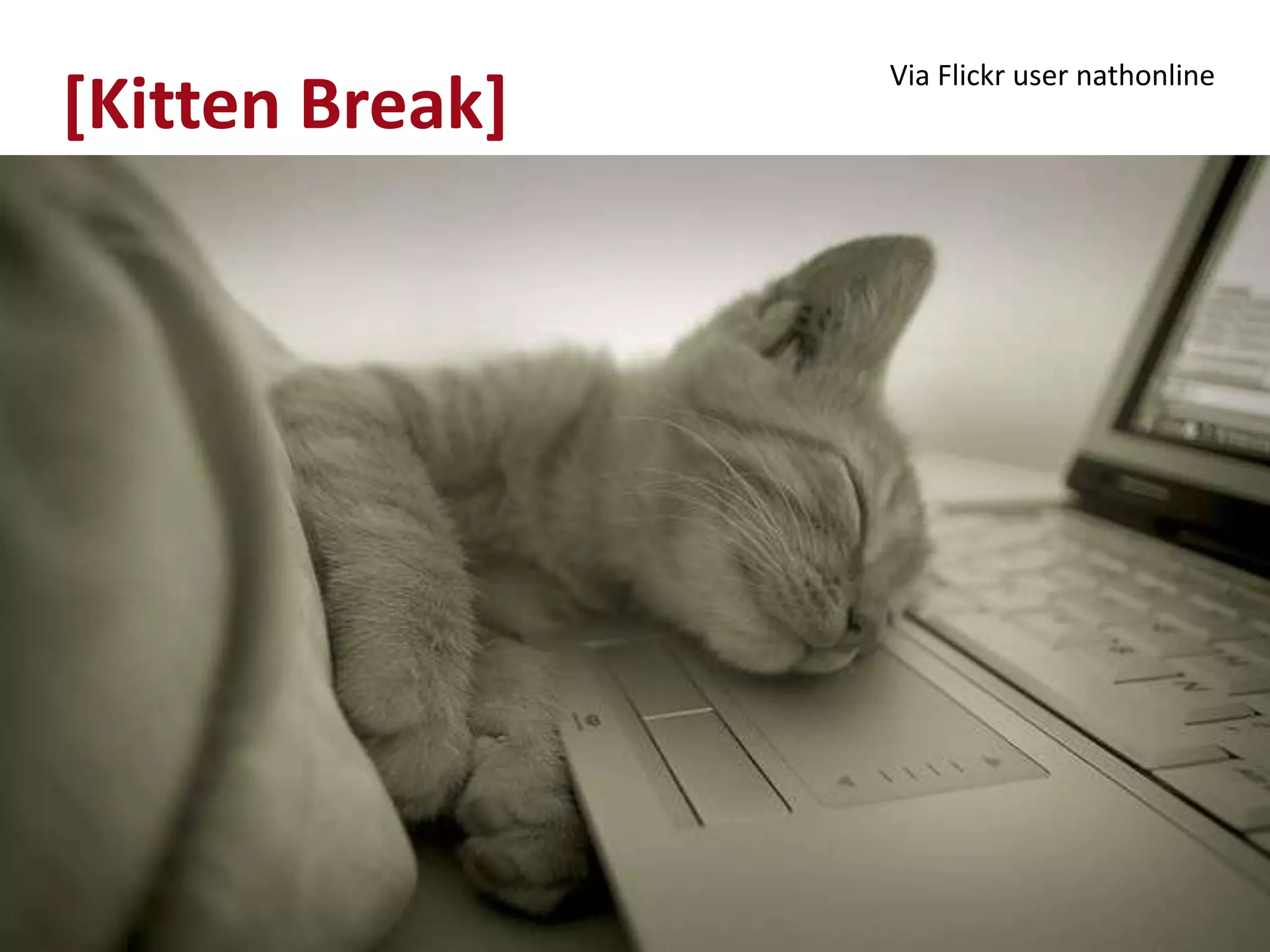 Via Flickr user nathonline
[Kitten Break]
 