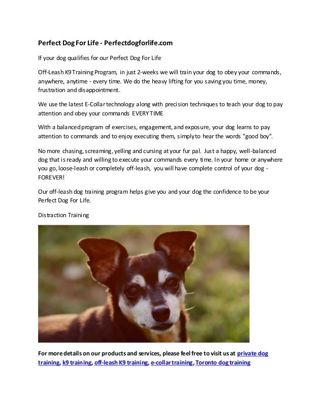 Perfect dog for life Clearance