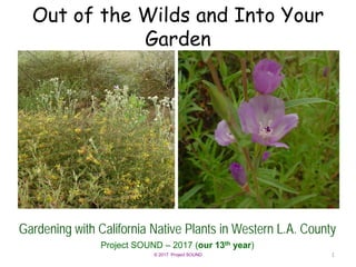 © 2017 Project SOUND
Out of the Wilds and Into Your
Garden
Gardening with California Native Plants in Western L.A. County
Project SOUND – 2017 (our 13th year)
1
 