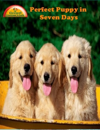 Chapter X: Title
Perfect Puppy
in7Days:
How to Start Your Puppy Off Right
Perfect Puppy in
Seven Days
 