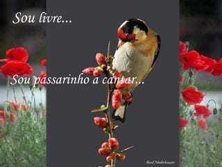 Sou livre...


Sou passarinho a cantar...
 