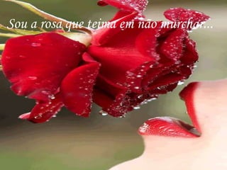 Sou a rosa que teima em não murchar...
 