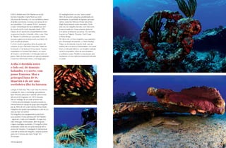 A ilha é dividida entre Sint Maarten ao sul (de 
domínio holandês) e Saint-Martin ao norte 
(de possessão francesa), e é uma verdadeira mistura 
de grafias, pronúncias e culturas com praias de um 
azul paradisíaco. Com apenas 96 km², apresenta 
a maior concentração de nacionalidades por km² 
do mundo e já foi muito disputada desde 1493. 
Depois de um acordo de compartilhamento entre 
os governos francês e holandês, enfim, a paz. Hoje 
St. Maarten é conhecida por suas praias, música 
animada e gastronomia de primeira, que fazem do 
local uma ilha da fantasia. 
E o livre comércio garante a fama de paraíso das 
compras, já que a ilha toda é duty-free. Desta vez 
foi durante o Carnaval que fomos para lá. Ficamos 
hospedados no Sonesta Maho Beach, um resort 
all inclusive, com diversão e comida para todos os 
gostos. Além de duas piscinas com garçons passando 
a toda hora oferecendo drinks, a recreação para 
A ilha é dividida entre 
o lado sul, de domínio 
holandês, e o norte, com 
posse francesa. Mas a 
principal fama de St. 
Maarten é de ser uma 
verdadeira ilha da fantasia. 
crianças é muito boa. Mas o que mais me chamou 
a atenção foi, claro, o snorkeling, que pudemos 
fazer entrando pela praia e nadando pela encosta 
até uma enorme gruta a uns 100 m da praia. 
Até um naufrágio de um avião achamos aos 
7 metros de profundidade. Durante as tardes eu 
mesma levava as crianças do grupo para mergulhar 
por ali. Além de ver a vida marinha intensa nesses 
mergulhos em apneia, aproveitávamos o pôr do sol 
visto do mar. Um sonho! 
Os mergulhos com equipamento scuba foram 
uma surpresa. A vida submersa em Sint Marteen 
– agora sim, o lado sul e holandês – é super rica: 
raias, tartarugas, muitos peixes, além de grutas 
e alguns naufrágios excelentes. O mergulho é feito 
embarcado, saindo de uma praia tranquila até os 
pontos de mergulho. A navegação é relativamente 
curta até os pontos de mergulho, variando quando 
perto em 3 minutos até muito “longe” em 
30 minutos. 
Os naufrágios foram um dos “casos à parte”. 
Além de possuírem pequenas possibilidades de 
penetrações, a quantidade de lagostas, garoupas, 
meros, cardumes intensos e lindas raias chitas 
(Eagle Rays) deixaram todos fascinados. Some 
tudo isso no mergulho da noite, com mais cores 
proporcionadas por nossas potentes lanternas 
e os peixes se deixando aproximar. Os mais belos 
chamam-se Tiegland, Porpoise, Carib Cargo 
e Wreck Bridge. 
No último dia, um dos mergulhos mais esperados 
foi a alimentação de tubarões, o “Shark Feeding”. 
Tratam-se de tubarões cinza de recife, que são 
atraídos até uma arena e lá alimentados, com peixe 
fresco, à mão pelo Jeferson, um brasileiro radicado 
na ilha e proprietário, sócio de outra brasileira, 
a curitibana Luciana. Parabéns a essa equipe, pois 
recebemos um dos melhores tratamentos de todo 
o Caribe. 
122PERFILNÁUTICO perfiLnáUtICo PERFILNÁUTICO 123 
 