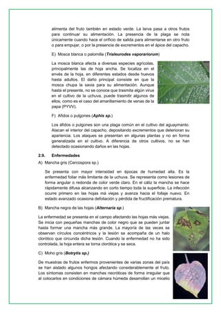 10 
alimenta del fruto también en estado verde. La larva pasa a otros frutos para continuar su alimentación. La presencia de la plaga se nota únicamente cuando hace el orificio de salida para alimentarse en otro fruto o para empujar, o por la presencia de excrementos en el ápice del capacho. 
E) Mosca blanca o palomilla (Trialeurodes vaporariorum) 
La mosca blanca afecta a diversas especies agrícolas, principalmente las de hoja ancha. Se localiza en el envés de la hoja, en diferentes estados desde huevos hasta adultos. El daño principal consiste en que la mosca chupa la savia para su alimentación. Aunque hasta el presente, no se conoce que trasmita algún virus en el cultivo de la uchuva, puede trasmitir algunos de ellos, como es el caso del amarillamiento de venas de la papa (PYVV). 
F) Afidos o pulgones (Aphis sp.) 
Los áfidos o pulgones son una plaga común en el cultivo del aguaymanto. Atacan el interior del capacho, depositando excrementos que deterioran su apariencia. Los ataques se presentan en algunas plantas y no en forma generalizada en el cultivo. A diferencia de otros cultivos, no se han detectado ocasionando daños en las hojas. 
2.9. Enfermedades 
A) Mancha gris (Cercospora sp.) 
Se presenta con mayor intensidad en épocas de humedad alta. Es la enfermedad foliar más limitante de la uchuva. Se representa como lesiones de forma angular o redonda de color verde claro. En el cáliz la mancha se hace rápidamente difusa alcanzando en corto tiempo toda la superficie. La infección ocurre primero en las hojas má viejas y avanza hacia el follaje nuevo. En estado avanzado ocasiona defoliación y pérdida de fructificación prematura. 
B) Mancha negra de las hojas (Alternaría sp.) 
La enfermedad se presenta en el campo afectando las hojas más viejas. Se inicia con pequeñas manchas de color negro que se pueden juntar hasta formar una mancha más grande. La mayoría de las veces se observan círculos concéntricos y la lesión se acompaña de un halo clorótico que circunda dicha lesión. Cuando la enfermedad no ha sido controlada, la hoja entera se torna clorótica y se seca. 
C) Moho gris (Botrytis sp.) 
De muestras de frutos enfermos provenientes de varias zonas del país se han aislado algunos hongos afectando considerablemente el fruto. Los síntomas consisten en manchas necróticas de forma irregular que al colocarlos en condiciones de cámara húmeda desarrollan un micelio  