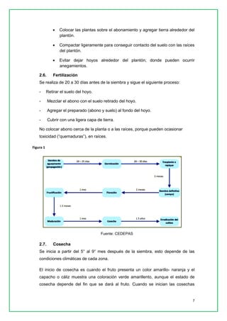 7 
 Colocar las plantas sobre el abonamiento y agregar tierra alrededor del plantón. 
 Compactar ligeramente para conseguir contacto del suelo con las raíces del plantón. 
 Evitar dejar hoyos alrededor del plantón, donde pueden ocurrir anegamientos. 
2.6. Fertilización 
Se realiza de 20 a 30 días antes de la siembra y sigue el siguiente proceso: 
- Retirar el suelo del hoyo. 
- Mezclar el abono con el suelo retirado del hoyo. 
- Agregar el preparado (abono y suelo) al fondo del hoyo. 
- Cubrir con una ligera capa de tierra. 
No colocar abono cerca de la planta o a las raíces, porque pueden ocasionar toxicidad (“quemaduras”), en raíces. 
Figura 1 
Fuente: CEDEPAS 
2.7. Cosecha 
Se inicia a partir del 5° al 9° mes después de la siembra, esto depende de las condiciones climáticas de cada zona. 
El inicio de cosecha es cuando el fruto presenta un color amarillo- naranja y el capacho o cáliz muestra una coloración verde amarillento, aunque el estado de cosecha depende del fin que se dará al fruto. Cuando se inician las cosechas  
