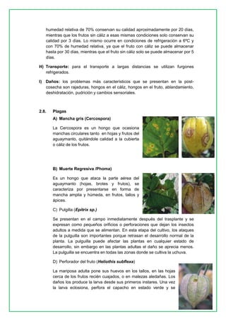 9 
humedad relativa de 70% conservan su calidad aproximadamente por 20 días, mientras que los frutos sin cáliz a esas mismas condiciones solo conservan su calidad por 3 días. Lo mismo ocurre en condiciones de refrigeración a 6ºC y con 70% de humedad relativa, ya que el fruto con cáliz se puede almacenar hasta por 30 días, mientras que el fruto sin cáliz solo se puede almacenar por 5 días. 
H) Transporte: para el transporte a largas distancias se utilizan furgones refrigerados. 
I) Daños: los problemas más característicos que se presentan en la post- cosecha son rajaduras, hongos en el cáliz, hongos en el fruto, ablandamiento, deshidratación, pudrición y cambios sensoriales. 
2.8. Plagas 
A) Mancha gris (Cercospora) 
La Cercospora es un hongo que ocasiona manchas circulares tanto en hojas y frutos del aguaymanto, quitándole calidad a la cubierta o cáliz de los frutos. 
B) Muerte Regresiva /Phoma) 
Es un hongo que ataca la parte aérea del aguaymanto (hojas, brotes y frutos), se caracteriza por presentarse en forma de mancha amplia y húmeda, en frutos, tallos y ápices. 
C) Pulgilla (Epitrix sp.) 
Se presentan en el campo inmediatamente después del trasplante y se expresan como pequeños orificios o perforaciones que dejan los insectos adultos a medida que se alimentan. En esta etapa del cultivo, los ataques de la pulguilla son importantes porque retrasan el desarrollo normal de la planta. La pulguilla puede afectar las plantas en cualquier estado de desarrollo, sin embargo en las plantas adultas el daño se aprecia menos. La pulguilla se encuentra en todas las zonas donde se cultiva la uchuva. 
D) Perforador del fruto (Heliothis subflexa) 
La mariposa adulta pone sus huevos en los tallos, en las hojas cerca de los frutos recién cuajados, o en malezas aledañas. Los daños los produce la larva desde sus primeros instares. Una vez la larva eclosiona, perfora el capacho en estado verde y se  