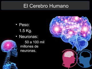 El Cerebro Humano
• Peso:
1.5 Kg.
• Neuronas:
50 a 100 mil
millones de
neuronas.
 