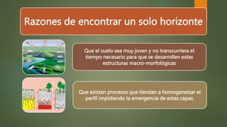 Razones de encontrar un solo horizonte
Que el suelo sea muy joven y no transcurriera el
tiempo necesario para que se desarrollen estas
estructuras macro-morfológicas
Que existan procesos que tiendan a homogeneizar el
perfil impidiendo la emergencia de estas capas.
 