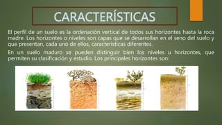 CARACTERÍSTICAS
El perfil de un suelo es la ordenación vertical de todos sus horizontes hasta la roca
madre. Los horizontes o niveles son capas que se desarrollan en el seno del suelo y
que presentan, cada uno de ellos, características diferentes.
En un suelo maduro se pueden distinguir bien los niveles u horizontes, que
permiten su clasificación y estudio. Los principales horizontes son:
 