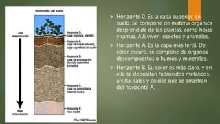  Horizonte 0. Es la capa superior del
suelo. Se compone de materia orgánica
desprendida de las plantas, como hojas
y ramas. Allí viven insectos y animales.
 Horizonte A. Es la capa más fértil. De
color oscuro, se compone de órganos
descompuestos o humus y minerales.
 Horizonte B. Su color es más claro, y en
ella se depositan hidróxidos metálicos,
arcilla, sales y óxidos que se arrastran
del horizonte A.
 