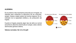 ALBÚMINA:
Es la proteína más importante producida por el hígado, es
utilizada para conformar la estructura de los músculos,
sangre, huesos y tejido celular de muchos órganos. Es un
indicador de la capacidad sintética y de producción del
hígado.
Cuando el hígado presenta algún tipo de daño es normal
encontrar la albúmina disminuida en sangre, estos valores
disminuidos generan edema.
Valores normales: De 3.4 a 5.0 g/dl
 