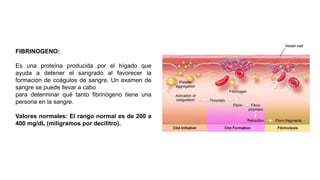 FIBRINOGENO:
Es una proteína producida por el hígado que
ayuda a detener el sangrado al favorecer la
formación de coágulos de sangre. Un examen de
sangre se puede llevar a cabo
para determinar qué tanto fibrinógeno tiene una
persona en la sangre.
Valores normales: El rango normal es de 200 a
400 mg/dL (miligramos por decilitro).
 