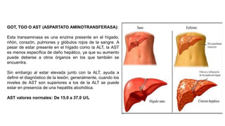 GOT, TGO O AST (ASPARTATO AMINOTRANSFERASA):
Esta transaminasa es una enzima presente en el hígado,
riñón, corazón, pulmones y glóbulos rojos de la sangre. A
pesar de estar presente en el hígado como la ALT, la AST
es menos específica de daño hepático, ya que su aumento
puede deberse a otros órganos en los que también se
encuentra.
Sin embargo al estar elevada junto con la ALT, ayuda a
definir el diagnóstico de la lesión, generalmente, cuando los
niveles de AST son superiores a los de la ALT se puede
estar en presencia de una hepatitis alcohólica.
AST valores normales: De 15.0 a 37.0 U/L
 