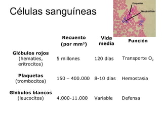 Células sanguíneas
Recuento
(por mm3
)
Vida
media
Función
Glóbulos rojos
(hematíes,
eritrocitos)
5 millones 120 días Transporte O2
Plaquetas
(trombocitos)
150 – 400.000 8-10 días Hemostasia
Glóbulos blancos
(leucocitos) 4.000-11.000 Variable Defensa
 