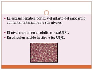  La estasis hepática por IC y el infarto del miocardio
 aumentan intensamente sus niveles.

 El nivel normal en el adulto es -40UI/L
 En el recién nacido la cifra e 65 UI/L
 