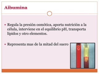  Regula la presión osmótica, aporta nutrición a la
 célula, interviene en el equilibrio pH, transporta
 lípidos y otro elementos.

 Representa mas de la mitad del suero
 