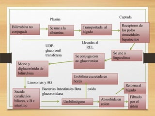 Bilirrubina no
conjugada
Plasma
Se une a la
albumina
Transportada al
hígado
Receptores de
los polos
sinusoidales
hepatocitos
Captada
Se une a
lingandinas
Llevadas al
REL
Se conjuga con
ac. glucoronico
UDP-
glucoronil
transferesa
Mono y
diglucorónido de
bilirrubina
Sacada
canaliculos
biliares, v
. B e
intestino
Lizosomas yAG
glucoronidasa
Urobilinógeno
Urobilina excretada en
heces
Bacterias Intestinales Beta oxida
Absorbida en
colon
Retorna al
hígado
Filtrado
por el
riñón
 