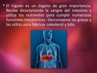 El hígado es un órgano de gran importancia.
Recibe directamente la sangre del intestino y
utiliza los nutrientes para cumplir numerosas
funciones metabólicas. Descompone las grasas y
las utiliza para fabricar colesterol y bilis.
 