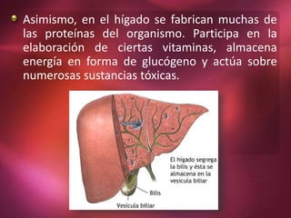 Asimismo, en el hígado se fabrican muchas de
las proteínas del organismo. Participa en la
elaboración de ciertas vitaminas, almacena
energía en forma de glucógeno y actúa sobre
numerosas sustancias tóxicas.
 