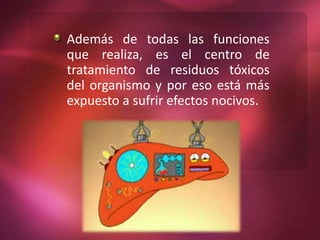 Además de todas las funciones
que realiza, es el centro de
tratamiento de residuos tóxicos
del organismo y por eso está más
expuesto a sufrir efectos nocivos.
 