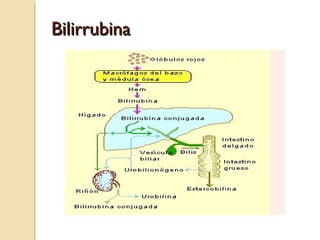 BilirrubinaBilirrubina
 
