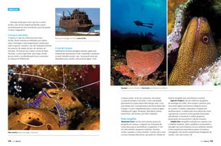 Mergulho

Destaque ainda para o licor que leva o nome
da ilha, uma receita original produzida a partir
da fermentação do óleo retirado de cascas de laranja.
O sabor é inigualável.

Curaçau é uma festa

A música é o que faz a diferença nas noites
da ilha. Shows folclóricos embalados por rumba,
salsa e merengue e uma programação variada para
todos os gostos. Durante o ano são realizados festivais
de carnaval, de rumba, de jazz, de cinema e de
televisão. No final do ano começa a Festa de Saint
Nicholas, o nosso Papai Noel, que chega a bordo
de um veleiro e sai distribuindo doces e presentes
às crianças de Willemstad.

Navio que naufragou no litoral norte da ilha

O mar de Curaçau

Quilômetros de belas paisagens naturais, águas azulturquesa que passam pelo verde-esmeralda e terminam
no azul-marinho em alto-mar. As praias do norte são
impróprias para o banho, pois possuem águas-vivas

Esponjas e corais coloridos e barracuda patrulhando os arredores

e muitas rochas. As do sul, entretanto, são ótimas,
e a praia de Kenepa é uma delas. Como a densidade
pluviométrica é muito baixa (500 mm por ano), o céu
está sempre azul. As temperaturas não ficam abaixo dos
23 graus. O carro é fundamental para o acesso às águas
cristalinas de Lagun, Westpunt, Baia Beach, Jeremi,
Santu Pretu, San Nicolas, Jan Thiel e Daaibooi.

Onde mergulhar

Vida marinha própria da região, riquíssima

134

PERFILNÁUTICO

Mushroom Forest: um dos mais famosos pontos de
mergulho de Curaçau, composto por formações de
corais duros que se assemelham a cogumelos. É rico
em vida marinha: pequenos cardumes, moreiasverdes, esponjas e corais coloridos. O ponto alto é uma
caverna chamada Blue Room, que pode ser visitada ao

final do mergulho para um belíssimo snorkel.
Superior Producer: um dos melhores mergulhos
de naufrágio do Caribe. Nem sempre é possível, pois
está numa região com intenso tráfego de navios
de cruzeiro. Consulte a operadora a respeito das
melhores datas. A embarcação está coberta de corais
e geralmente é possível avistar grandes barracudas
patrulhando os arredores e realizar pequenas
penetrações em seus porões e sala de comando.
Dolphin Dive: mergulho realizado em conjunto com
a Dolphin Academy, junto a golfinhos acostumados a
interagir com seres humanos em seu ambiente natural.
É uma experiência maravilhosa passar 40 minutos
interagindo com um dos animais mais inteligentes do
mundo, vale cada centavo. j

PERFILNÁUTICO

135

 