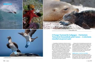 Turismo GALÁPAGOS

A convivência entre diferentes espécies é harmônica. O perfeito equilíbrio natural

O Parque Nacional de Galápagos – Patrimônio
Natural da Humanidade pela Unesco – é referência
mundial em preservação

As incríveis fauna e flora responsáveis pela criação da teoria da seleção natural de Charles Darwin em 1859

130  PERFILNÁUTICO

O arquipélago, localizado há 1.000 km da costa do
Equador, é composto por 58 ilhas e ilhotas, mas apenas
quatro são habitadas. San Cristóbal foi a ilha escolhida
para ser a minha base, por ser o “pico” do surfe da
região. O destino me foi sugerido pela primeira vez na
Surf Travel de 2009 quando fui para lá para me tornar a
primeira mulher a surfar em Galápagos de caiaque.
Desta vez a proposta era curtir a ilha de stand up
em todas as suas possibilidades! Seja nas remadas
contemplativas, no surfe e nos treinamentos do
projeto SUP Travessias. Tenho programada para 2012
uma série de travessias da costa para as ilhas do litoral
paulista para promover a cultura, as atividades e as
comunidades destes locais através da ótica do stand
up. E nada melhor do que treinar e pedir a benção da
mãe natureza em um lugar tão especial!

Cheguei no dia 25 de dezembro para encontrar meu
amigo, o fotógrafo e cinegrafista Fabio Paradise, para
juntos mergulharmos nas aventuras de Galápagos. Nos
dois primeiros dias não houve ondas e aproveitamos
para fazer os passeios de mergulho e snorkel. Fiquei
no tradicional hotel Micônia, localizado na rua
principal bem na frente do píer, ou seja, toda a minha
locomoção era feita por água com a minha prancha,
fosse para surfar ou curtir uma praia.

Mergulho, a fauna e a flora

Meu primeiro passeio foi uma remada de 8 km até a
Isla Lobos, uma espécie de maternidade dos leões e dos
lobos-marinhos, onde é possível fazer snorkel ao lado
dos filhotes deles, além de tartarugas e outros animais.
Os lobinhos são curiosos, amigáveis e fazem com j
PERFILNÁUTICO 

131 

 