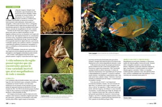 A

Turismo Mergulho

s ilhas de Gorgona e Malpelo estão
localizadas a aproximadamente 300
km da costa sul da Colômbia. Ambas
localizadas no Oceano Pacífico, são
laboratórios vivos, ideais para as
pesquisas científicas e também para
atividades relacionadas ao turismo de aventura,
tanto terrestre como submarino, destacando-se o
mergulho, a observação de fauna e flora e a fotografia.
A vida submersa dessa região possui espécies que são
encontradas apenas lá, com uma variedade incrível que
chama a atenção de mergulhadores de todo o mundo.
Partindo de São Paulo rumo a Bogotá, é necessário
passar uma noite na capital colombiana e no dia
seguinte embarcar em um voo doméstico até Guapi com
escala em Cali. Após algumas horas de voo, aterrissamos
em meio à selva, na pequena cidade portuária de Guapi.
A população é bem diferente da que vimos em Bogotá.
Em sua grande maioria de origem africana, o povo local
é animado e gentil, mas a pobreza é latente. O aeroporto
controlado por militares é minúsculo e intimidador, o
calor e a umidade já se fazem presentes no instante do
desembarque.
Após as formalidades, fomos de taxi-motocicleta —
uma espécie de triciclo adaptado que pode levar até três
passageiros e suas bagagens amarradas na parte traseira
— até a Aviatur, onde pegamos nosso barco para o
primeiro paraíso: Gorgona. Foram duas horas de viagem.

Peixe-papagaio colore o fundo do mar da ilha de Gorgona

A vida submersa da região
possui espécies que são
encontradas apenas lá.
Uma variedade incrível
que atrai mergulhadores
de todo o mundo
Gorgona

Um verdadeiro éden de biodiversidade, bem como um
lugar de valor inestimável para a pesquisa científica.
Localizada no Oceano Pacífico, traz uma triste
lembrança de seu passado recente quando era uma
prisão de segurança máxima na década de 1970 até
meados de 1982. Em 1985 foi declarada parque estadual
e hoje em dia a natureza se encarregou de quebrar e
purificar o clima desolador da ilha.
Em Gorgona encontramos espécies típicas da selva
tropical, como macacos, serpentes e lagartos que estão
por toda parte. A primeira recomendação é não andar
sozinho pelas trilhas, seguir sempre as marcações,

138  PERFILNÁUTICO

A biodiversidade tem enorme valor para a pesquisa científica.
As illhas possuem centros de pesquisas internacionais

usar botas de borracha (fornecidas pelo pessoal do
parque) e carregar uma lanterna para se locomover dos
alojamentos até as outras dependências durante a noite.
A ilha possui uma estação de pesquisa permanente,
possui também um dive center bem equipado com
instrutores e guias bem preparados. Não é permitido
acampar devido às cobras venenosas. O centro de
visitantes Humantatay tem capacidade para 83 pessoas
e disponibilidade de 16 quartos, o conforto é mínimo:
camas rústicas, ventiladores e aquecimento solar, mas
tudo muito bem cuidado e limpo. Telefones e internet
somente na administração do Parque, a comunicação é
via satélite e restrita.
Com uma área de 24 km², é um importante
ecossistema marinho e insular, rico em correntes de
água doce. Ao sudoeste está a Lagoa Tunapuri, com
cerca 5.000 m² de superfície. A ilha é uma reserva que
inclui, além de Gorgona, três ilhotas e o setor marinho
circundante. Foi descoberta por Diego de Almagro em
1527. Francisco Pizarro deu-lhe o nome de Gorgona
pela grande quantidade de serpentes venenosas que
abrigava. Em 1959 a Colômbia adquiriu direitos sobre
a ilha e estabeleceu a colônia penal que funcionou até
1982, quando foi decidido proteger a ilha.

Mergulho em La Tiburonera

Mergulhamos em um ponto chamado La Tiburonera,
repleto de tubarões galhas-brancas de recife. Durante
todo o mergulho escutamos o canto das baleias
jubarte, chegando a sentir suas vibrações embaixo da
água, emocionante! As baleias podem ser avistadas
durante agosto e setembro. Podem-se visualizar
também grandes cardumes e uma vida submersa bem
ativa, porém a visibilidade não é das melhores. Fortes
correntes são constantes nesse ponto.j

Tubarão-baleia

PERFILNÁUTICO 

139 

 