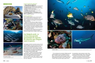 Turismo Mergulho

O que fazer em Gorgona:

s Visitar o Museu do Antigo Penal.
s Caminhada à Praia Palmeiras: percurso de duas horas

pelas praias Sulforadas, Piedra Redonda e Palmeiras.

s Caminho de El Pan: percurso do povoado ao Centro

Interativo e ao Museu Arqueológico.

s Yundigua: é um aquário natural onde se pode

praticar snorkeling ou mergulho.

s El Planchón, El Viudo, Las Montañitas I e II, El

Horno e La Tiburonera: são os principais pontos para
praticar mergulho autônomo.

Rumo a Malpelo

Para ir a Malpelo pegamos carona a bordo do Nemo,
um catamarã de 82 pés de comprimento e 32 de
largura. Conhecemos nossos companheiros de viagem:
quatro colombianos, uma húngara e um holandês,
além da tripulação.
Malpelo é uma ilha rochosa de origem vulcânica,
considerada um santuário de fauna e flora, localizado
a 506 km ao oeste de Buenaventura. As suas encostas
nuas e salpicadas de branco pelas colônias de ninhos
do pássaro piquero-mascarado-azul definem o aspecto
da ilha, cujas águas circundantes abrigam abundantes
e diversas espécies marinhas.
As embarcações, tanto nacionais como estrangeiras,
devem solicitar permissão à direção dos parques
marinhos em Bogotá, para ir a Malpelo. Após 26 horas

Em Malpelo pode-se
avistar uma grande
quantidade de espécies
de tubarões que chegam
a até 15 metros

Os moradores das ilhas: tartarugas marinhas, barracudas e
o solitário tubarão galha-branca

140  PERFILNÁUTICO

de navegação, comendo e dormindo ao balanço do mar,
avistamos Malpelo, uma rocha no meio do oceano, que
lembra o rosto de um indígena deitado sobre o mar.
Com uma nuvem pairando acima da ilha e raios de sol
iluminando sua encosta, a visão foi mágica e especial.
Nós nos equipamos, pois ainda restavam algumas horas
de sol e pelo menos um mergulho teríamos de fazer.
Bote na água, câmeras em punho e água.
“El Arrecife”, cardumes de barracudas, garoupasmarmoradas, tubarões-martelo passando ao longe.
Para um primeiro mergulho de fim de tarde estava
ótimo! O dia seguinte foi marcado por grandes
encontros: tubarões-baleia, silkys, tubarões-martelo,
peixes de todos os tipos, correnteza moderada e água
bem clara. Imperdível.

A riqueza da região: peixes-borboleta entre garoupas e namorados. O curioso peixe-escorpião e mais uma espécie de tubarão, o martelo

Por seu isolamento do continente, Malpelo apresenta
espécies endêmicas como o caranguejo terrestre e o
geko. É também a maior colônia de aves da espécie
piquero-mascarado ou alcatraz de Malpelo. Destaca-se
pela abundância de tubarões-martelo, tubarões silky,
o tubarão-baleia, que pode chegar a quinze metros

de comprimento, arraias-jamantas e arraias-chitas.
Enormes cardumes de pargos, meros, chernes, atuns e
barracudas são vistos em quase todos os mergulhos.
Na ilha existe um posto avançado da marinha
colombiana, o desembarque em terra não é possível.
Demos uma volta de bote no entorno da ilha e j
PERFILNÁUTICO 

141 

 