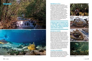 Turismo Mergulho

Mistérios da lagoa

Apesar de possuir apenas duas espécies de
pequenos peixes, lambaris e muçuns (uma espécie
de enguia), a localização, árvores caídas no fundo,
a cor da água, o relevo e a paz do lugar fazem desse
mergulho uma experiência inesquecível.
O batismo é uma excelente opção para quem
pretende ter a experiência do mergulho em águas
calmas e cristalinas, mas não fez curso para isso.
Existem várias versões para o “mistério” que dá
nome ao local. Para nós mergulhadores, uma delas
é a profundidade ainda desconhecida. A lagoa
já foi explorada até os 220 metros sem que o fundo
fosse avistado. Qual será sua profundidade real?
Como será depois dos 220 metros? Será que existe
algum ser vivo a esta profundidade? Estas são
perguntas ainda sem resposta.

Existem várias versões para
o “mistério” que dá nome ao
local. Para mergulhadores,
uma delas é a profundidade
ainda desconhecida
Histórias e versões

São muitas as histórias contadas, como a de que a
lagoa recebeu esse nome porque durante o inverno
as pessoas do local podiam vislumbrar uma linda
lagoa azul no meio da mata selvagem, e durante a
época de verão ela desaparecia misteriosamente na
vegetação. Isso ocorre até os dias de hoje por conta da
proliferação de algas quando a temperatura da água
chega aos 26 graus (no verão) cobrindo a superfície
da lagoa e fazendo uma espécie de camuflagem que se
mistura com a vegetação ao redor.
Outra versão é de que a lagoa era assombrada, pois
no local se ouviam vozes que supostamente eram de
pessoas que ninguém via. Uma lenda, já que o som
ouvido é do vento, que desce em espiral batendo nas
paredes da lagoa produzindo barulhos esquisitos,
e também está relacionado à existência de ninhos
de urubus que se acasalam no local emitindo sons
confundidos com vozes humanas.

Natureza em harmonia

A flutuação no Rio da Prata é uma das principais atrações de Bonito

140  PERFILNÁUTICO

A Estância Mimosa, uma fazenda que até 1998 era
destinada apenas à criação de gado, hoje é uma das
maiores atrações turísticas da região. Fiz uma trilha
pela mata avistando animais silvestres, como queixada
(porco-do-mato), cotia, capivara, além de várias
espécies de pássaros. Durante a caminhada j

Surpresa no mergulho, ao encontrar um jacaré

PERFILNÁUTICO 

141 

 