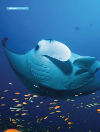 MERGULHO Maldivas
142  PERFILNÁUTICO
 